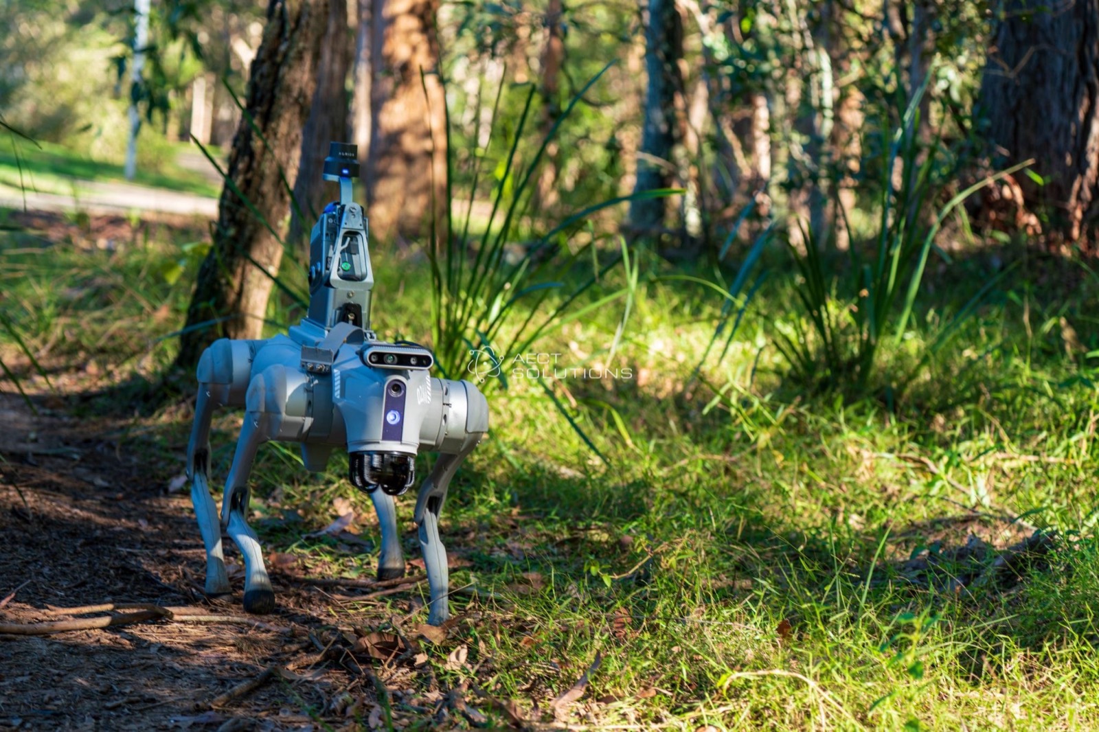 Quadruped robot carrying a scanner through bushland